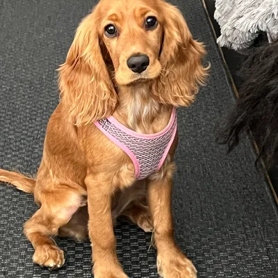 Foto av Daisy