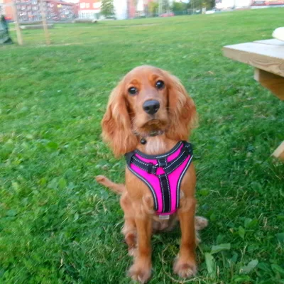Foto av Daisy